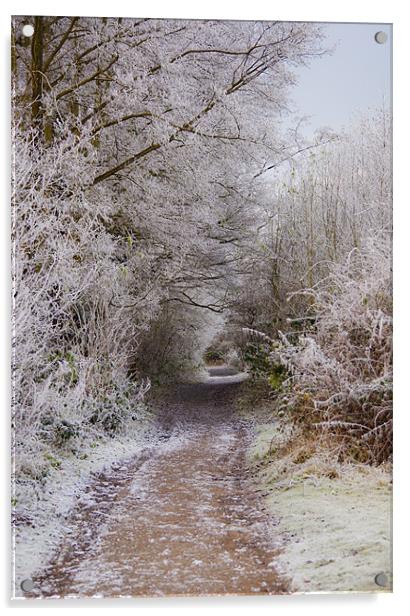 frosty woodland pathway Acrylic by Dawn Cox