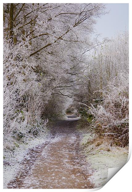 frosty woodland pathway Print by Dawn Cox