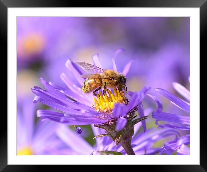 Bee on Aster Framed Mounted Print by Diana Mower