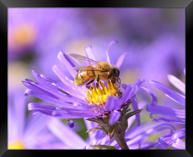 Bee on Aster Framed Print by Diana Mower