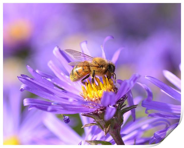 Bee on Aster Print by Diana Mower
