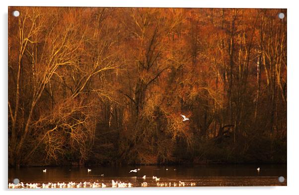 Sevenoaks Wildlife Reserve Acrylic by Dawn Cox