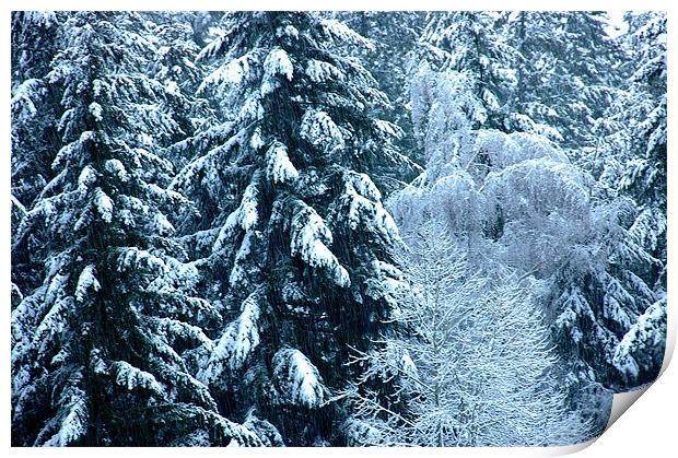 Snow Trees  Print by Robert Gillespie