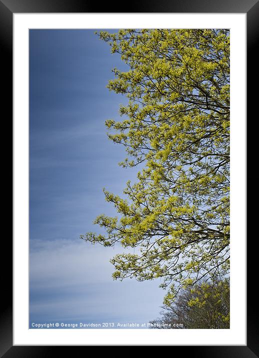 Sky-Blue Greenery Framed Mounted Print by George Davidson