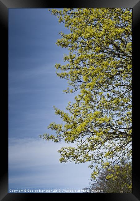 Sky-Blue Greenery Framed Print by George Davidson