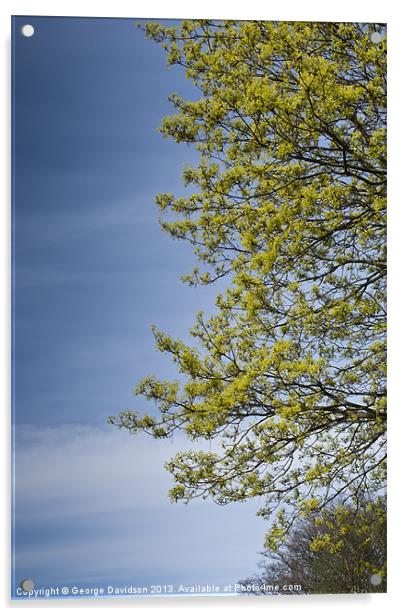 Sky-Blue Greenery Acrylic by George Davidson