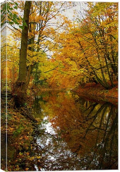 Autumn Colours,River Derwent,Matlock Canvas Print by Darren Galpin