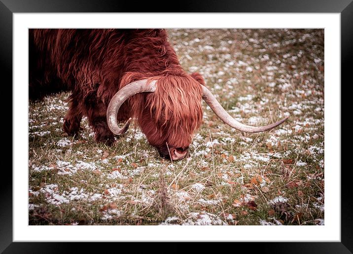 Highland Cow Framed Mounted Print by Samantha Glick