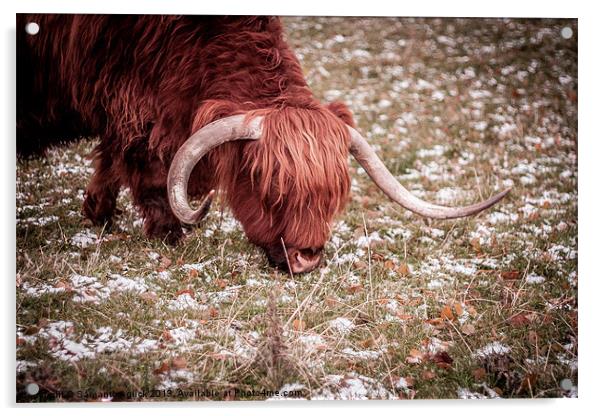 Highland Cow Acrylic by Samantha Glick