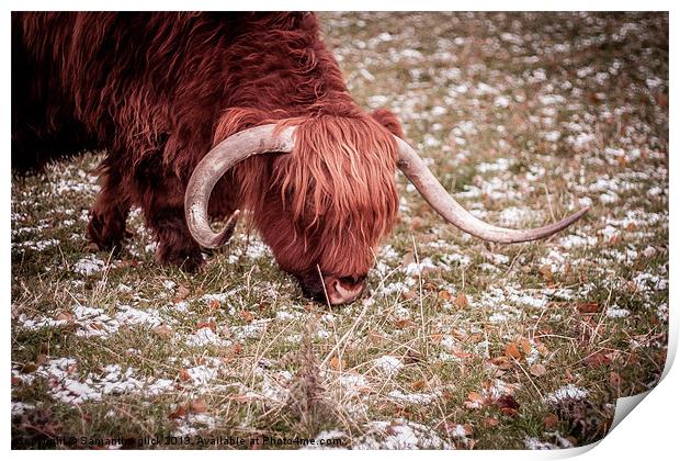Highland Cow Print by Samantha Glick