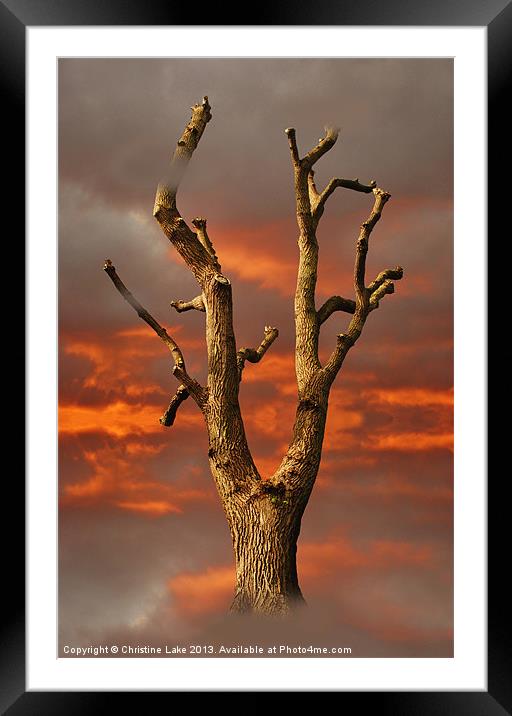 Rising From the Ashes Framed Mounted Print by Christine Lake