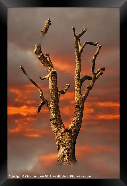 Rising From the Ashes Framed Print by Christine Lake