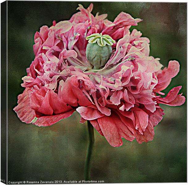 Ruffled Poppy. Canvas Print by Rosanna Zavanaiu