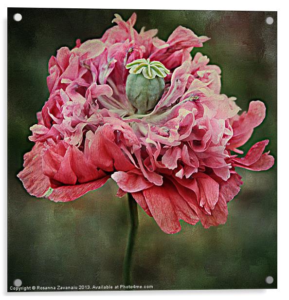 Ruffled Poppy. Acrylic by Rosanna Zavanaiu
