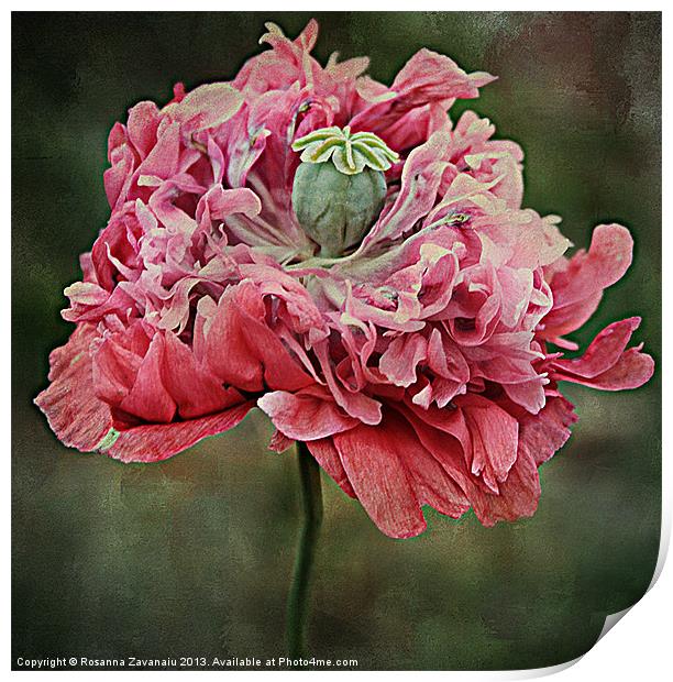 Ruffled Poppy. Print by Rosanna Zavanaiu