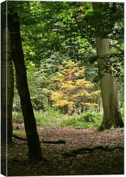 Early Autumn at Ashridge Canvas Print by graham young