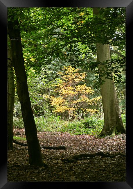 Early Autumn at Ashridge Framed Print by graham young