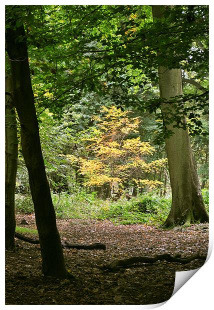Early Autumn at Ashridge Print by graham young