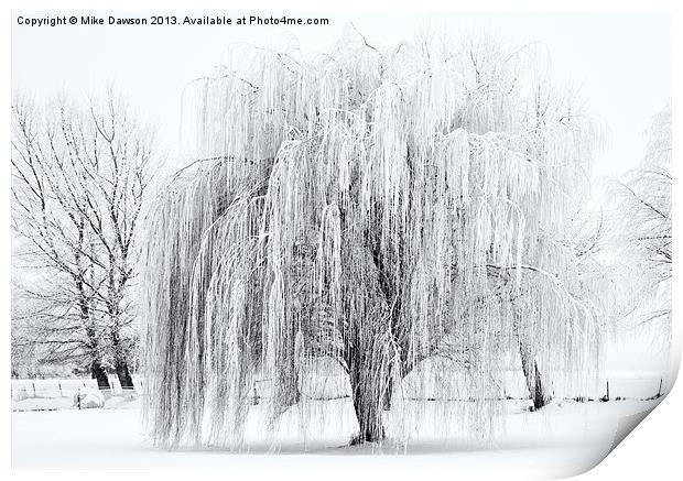 Winter Willow Print by Mike Dawson