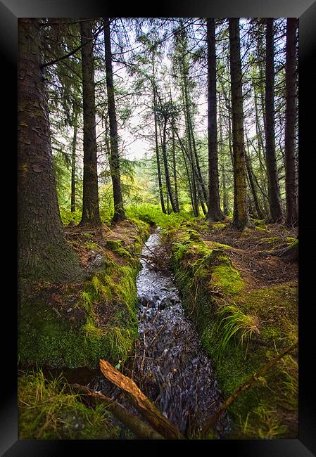 Scottish Woodland Stream Framed Print by Mark Llewellyn