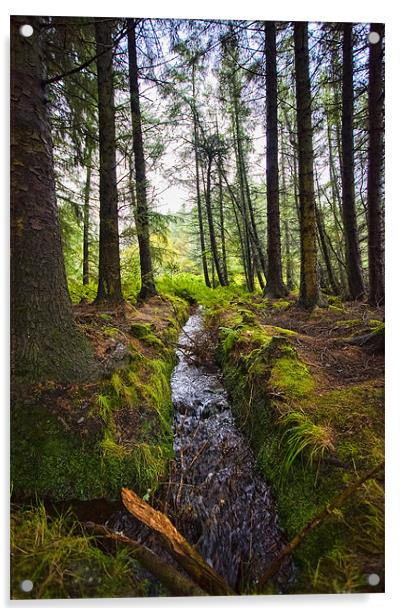 Scottish Woodland Stream Acrylic by Mark Llewellyn