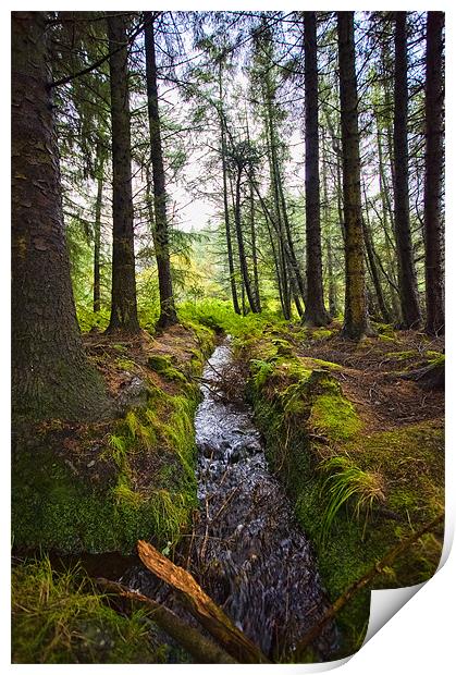 Scottish Woodland Stream Print by Mark Llewellyn