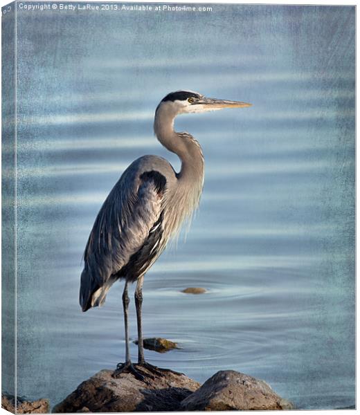 Stately-Great Blue Heron Canvas Print by Betty LaRue