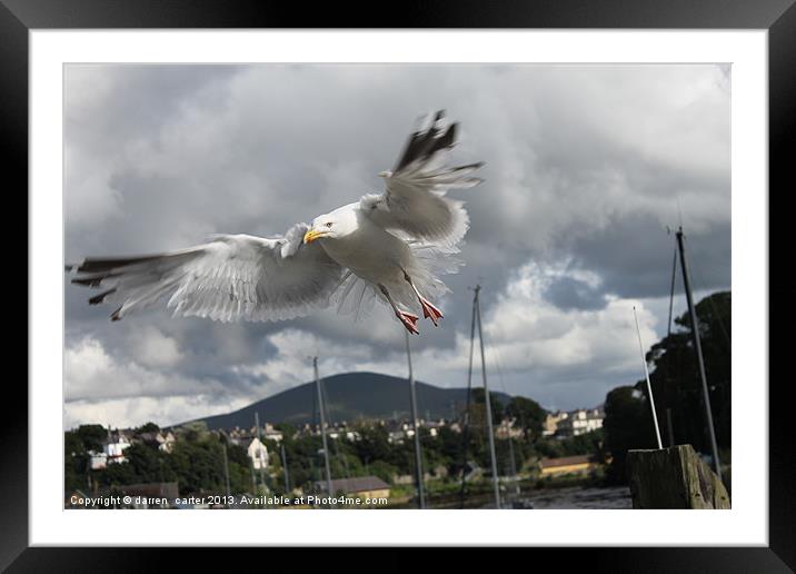 seagul in flight Framed Mounted Print by darren  carter