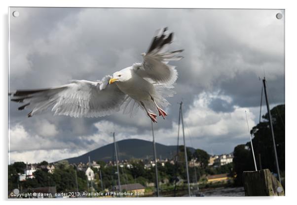 seagul in flight Acrylic by darren  carter