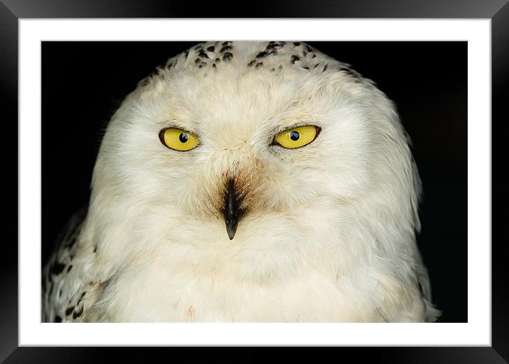 Snowy Owl Framed Mounted Print by Mark Llewellyn