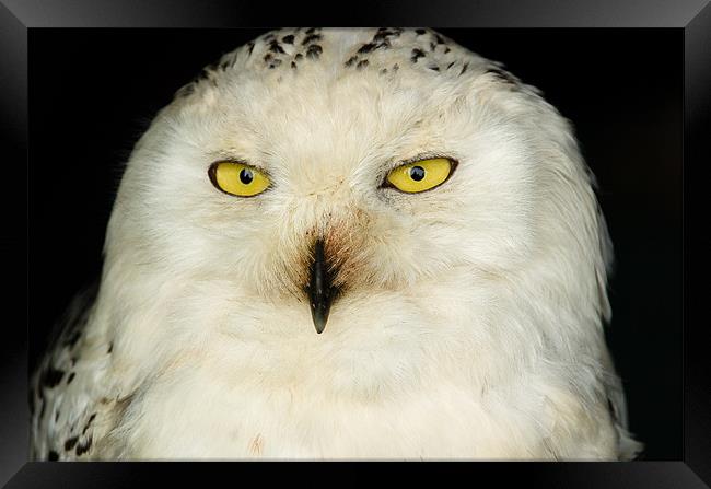 Snowy Owl Framed Print by Mark Llewellyn