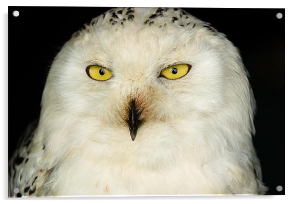 Snowy Owl Acrylic by Mark Llewellyn