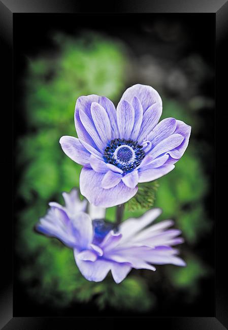 Blue Flower Framed Print by Mark Llewellyn