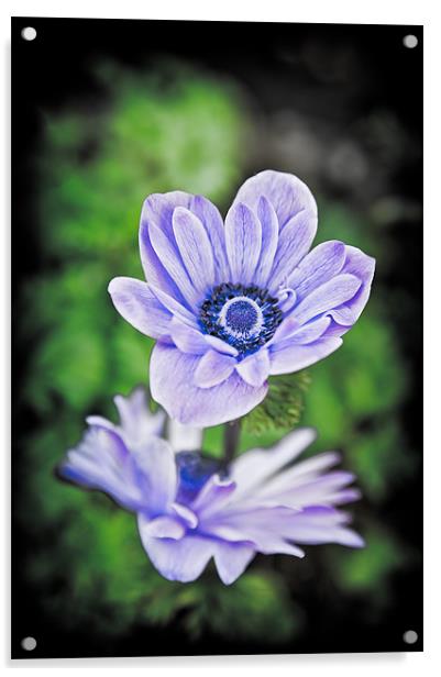 Blue Flower Acrylic by Mark Llewellyn