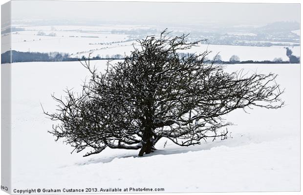 Winter Tree Canvas Print by Graham Custance