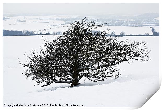 Winter Tree Print by Graham Custance