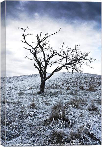 Winter Tree Canvas Print by Graham Custance
