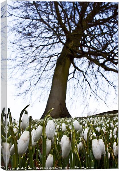 Snowdrops in Spring Canvas Print by Graham Custance
