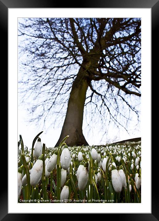 Snowdrops in Spring Framed Mounted Print by Graham Custance