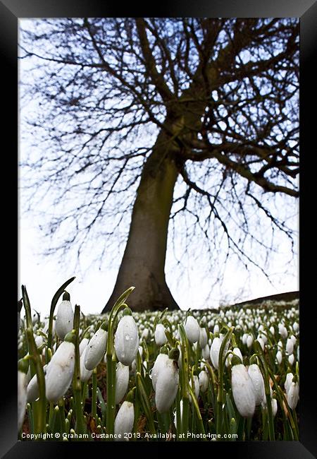 Snowdrops in Spring Framed Print by Graham Custance
