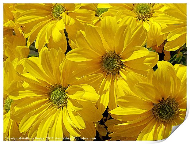 Flower Power Print by Anthony Hedger