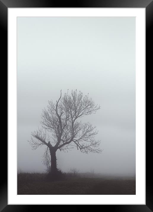 Winter Mist Framed Mounted Print by Darren Burroughs