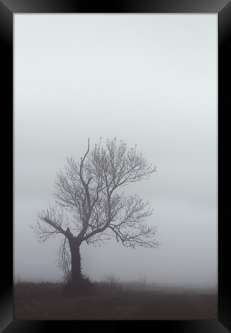 Winter Mist Framed Print by Darren Burroughs