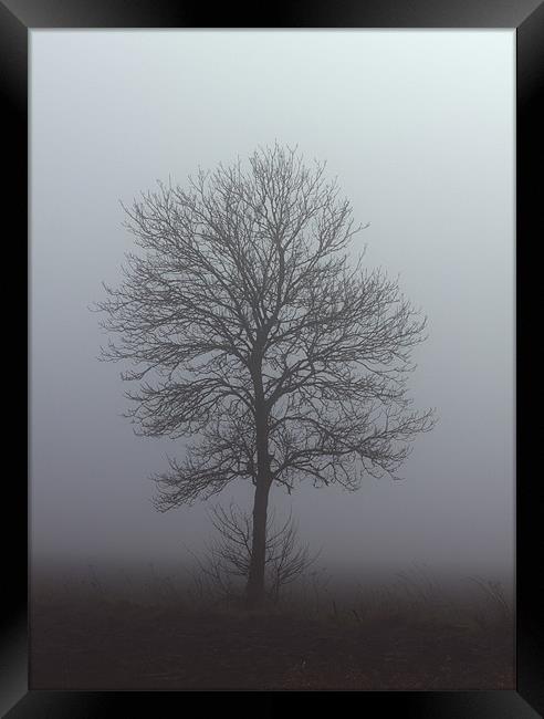 Winter Tree Framed Print by Darren Burroughs