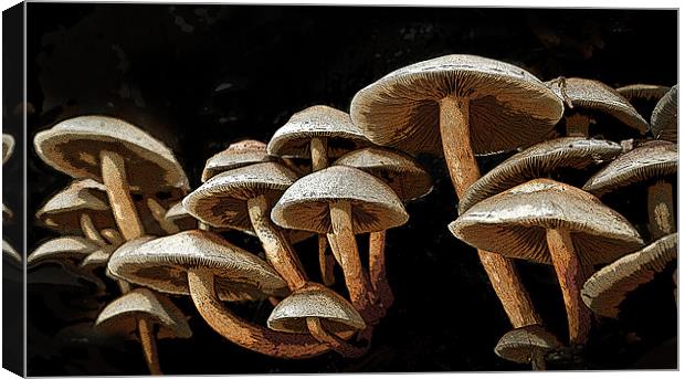 Posterized mushrooms Canvas Print by Tom Reed