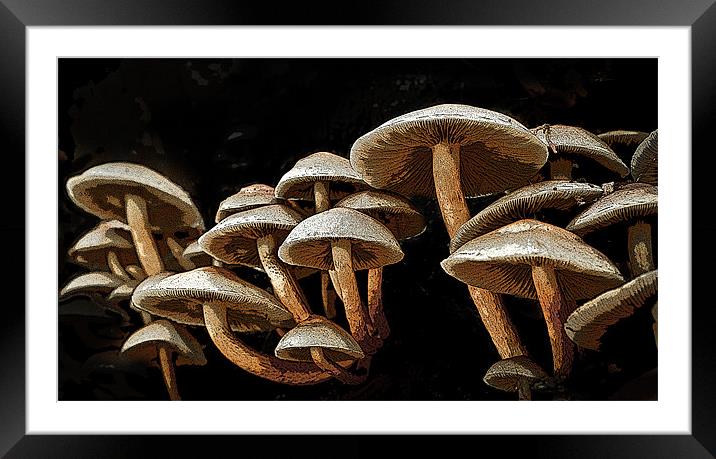 Posterized mushrooms Framed Mounted Print by Tom Reed