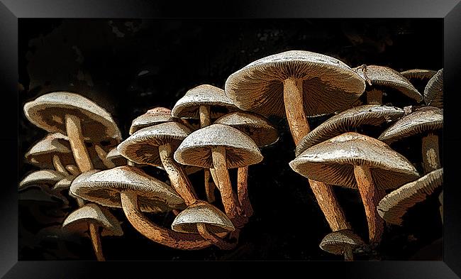 Posterized mushrooms Framed Print by Tom Reed