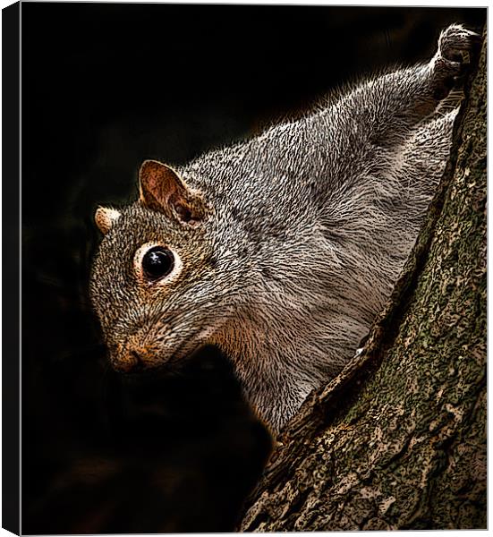 posterized Squirrel Canvas Print by Tom Reed