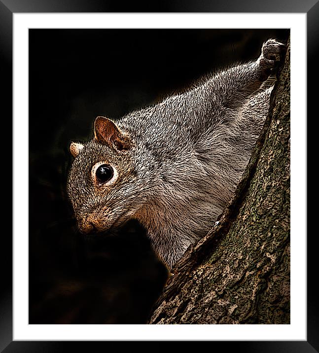 posterized Squirrel Framed Mounted Print by Tom Reed