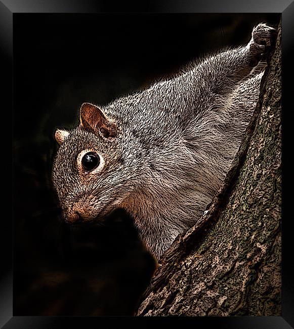 posterized Squirrel Framed Print by Tom Reed